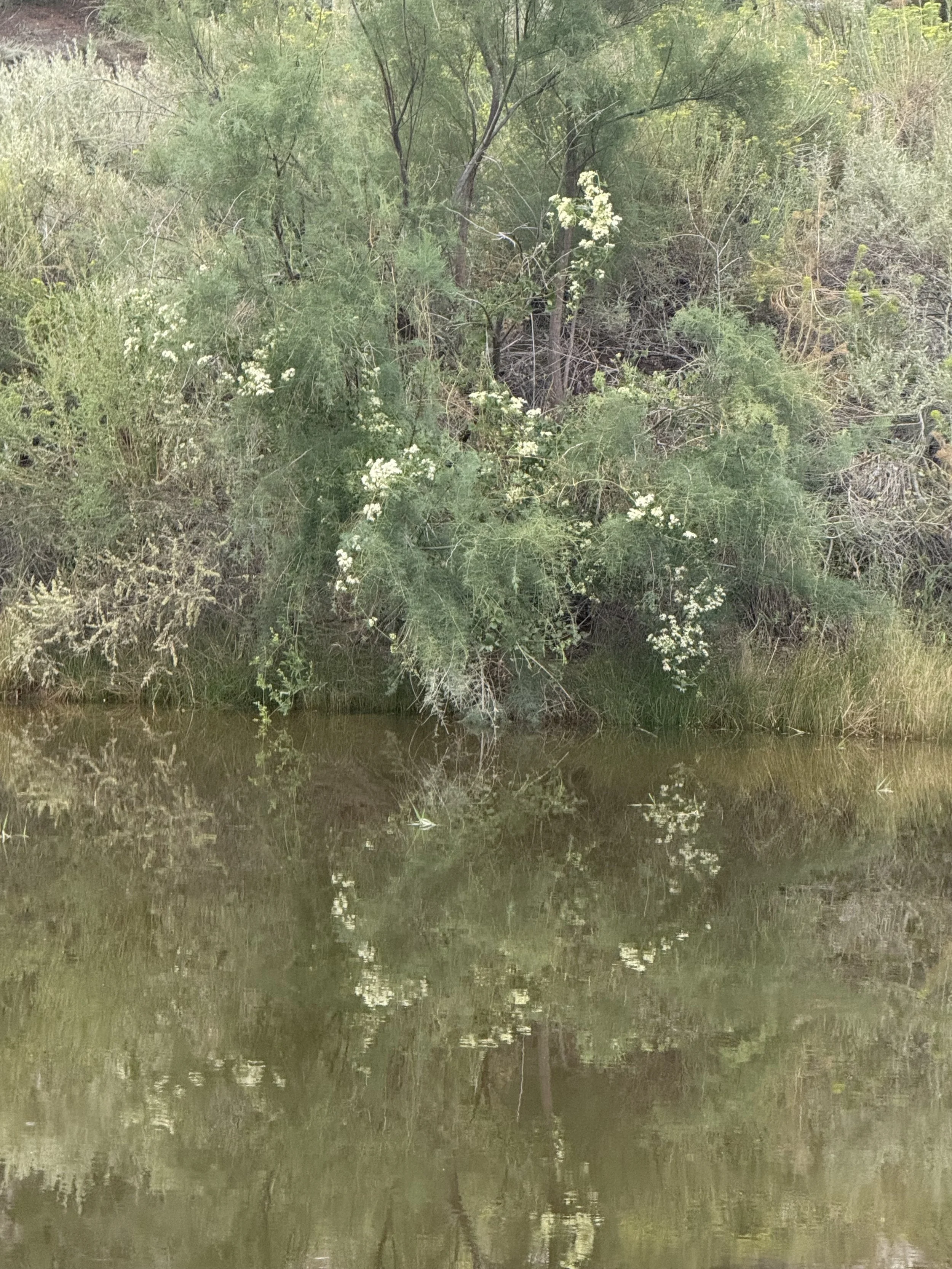 A view of dense green vegetation along a water body, with reflections of trees and plants on the water surface.