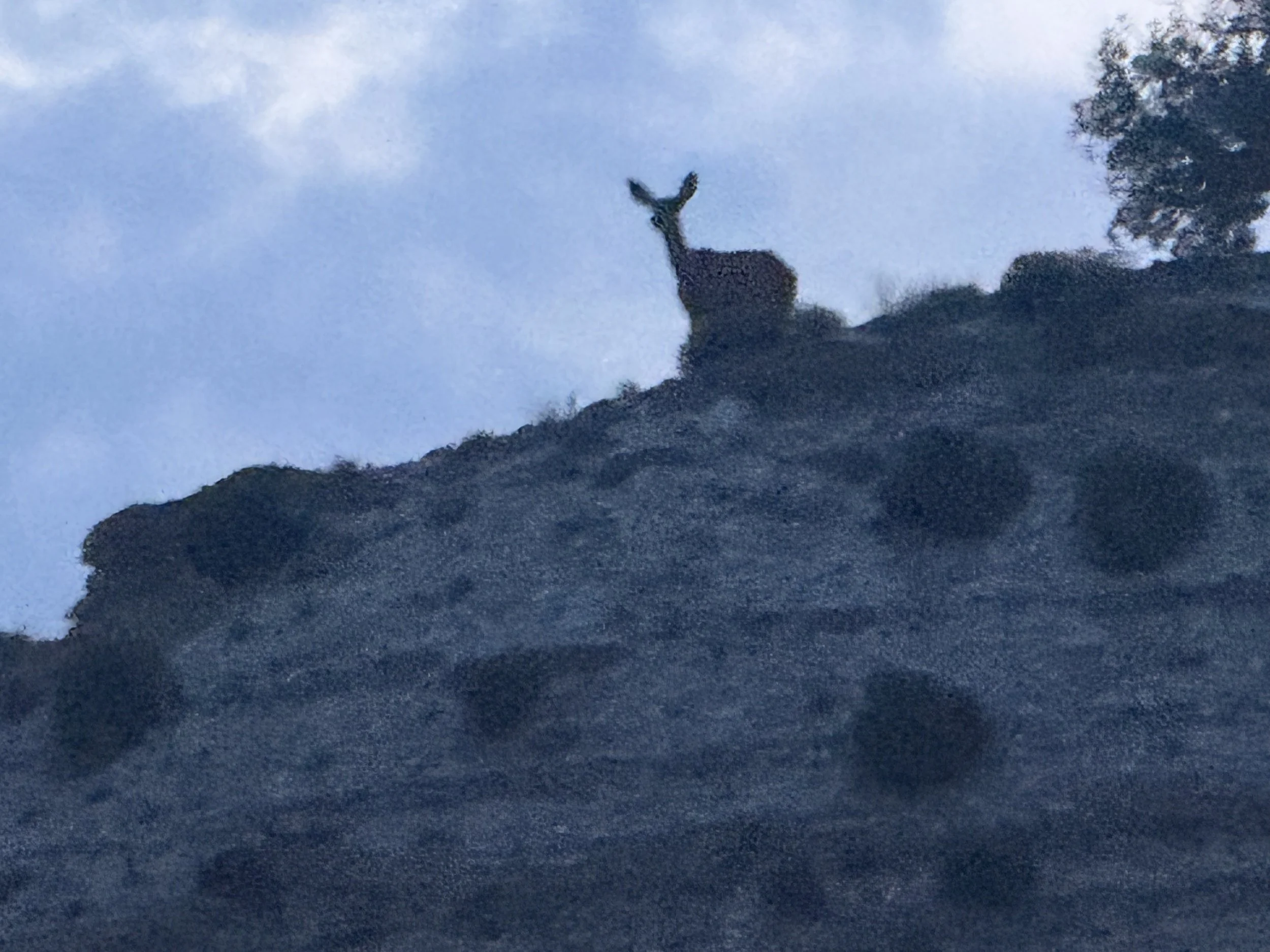 Deer standing on a rocky hilltop with a cloudy sky in the background.