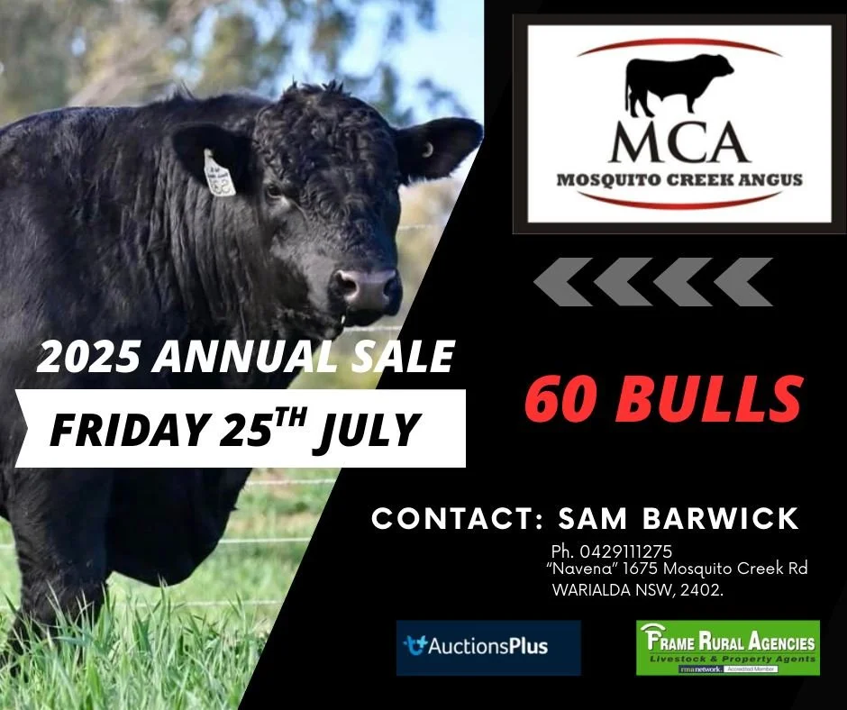 MOSQUITO CREEK ANGUS BULL SALE