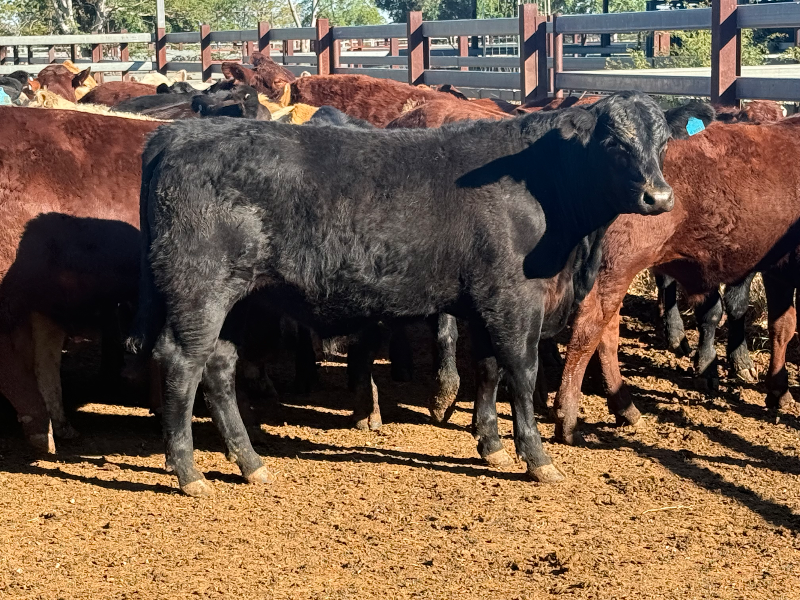 WEANER & YEARLING SALE