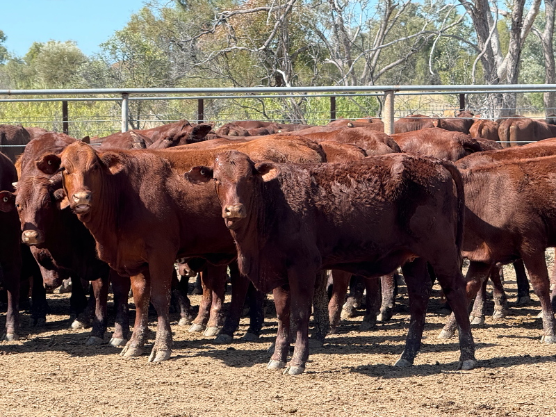 WEANER & YEARLING SALE