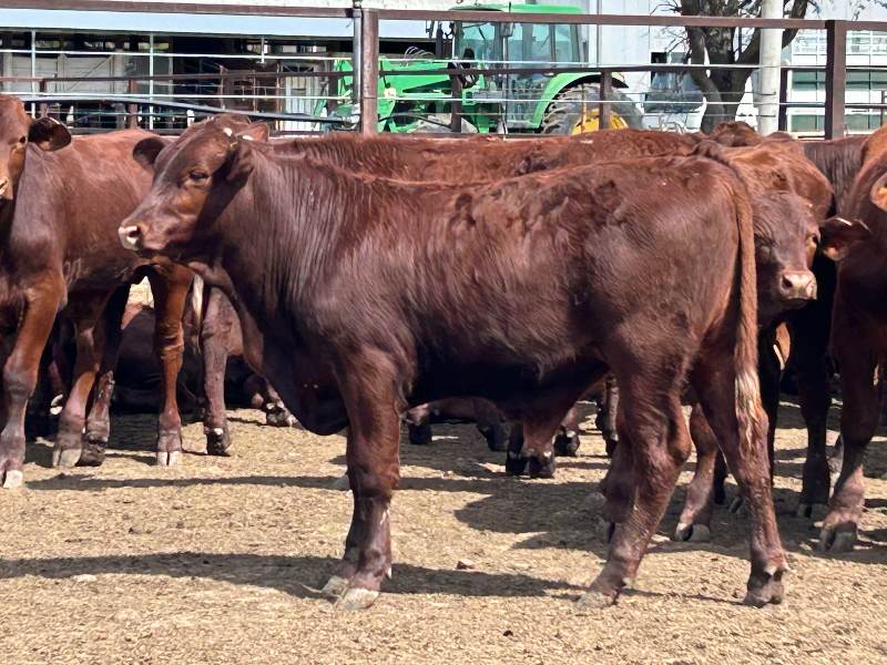 Auction Plus - Weaner & Yearling Sale - 114 Santa/Santa X Weaner Steers
