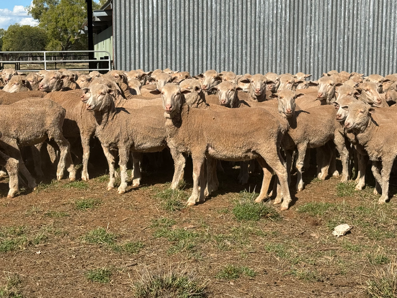 NATIONAL SHEEP SALE - 675 SIL EGELABRA BLOOD EWES