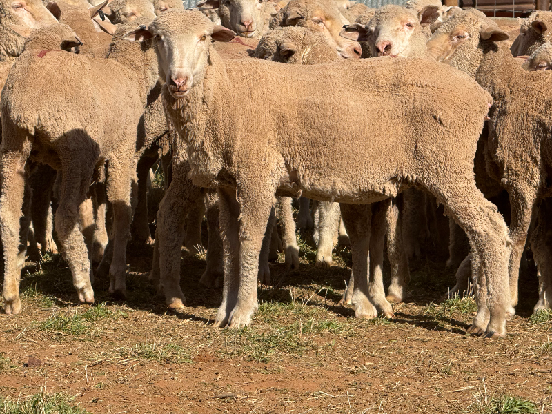 NATIONAL SHEEP SALE - 292 EGELABRA BLOOD SCANNED EMPTY EWES