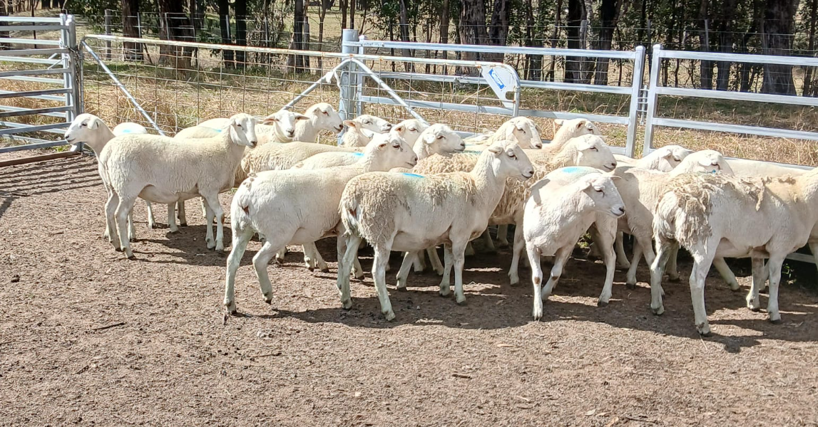 NATIONAL SHEEP SALE - 19 SIL PURE AUSSIE WHITE EWES