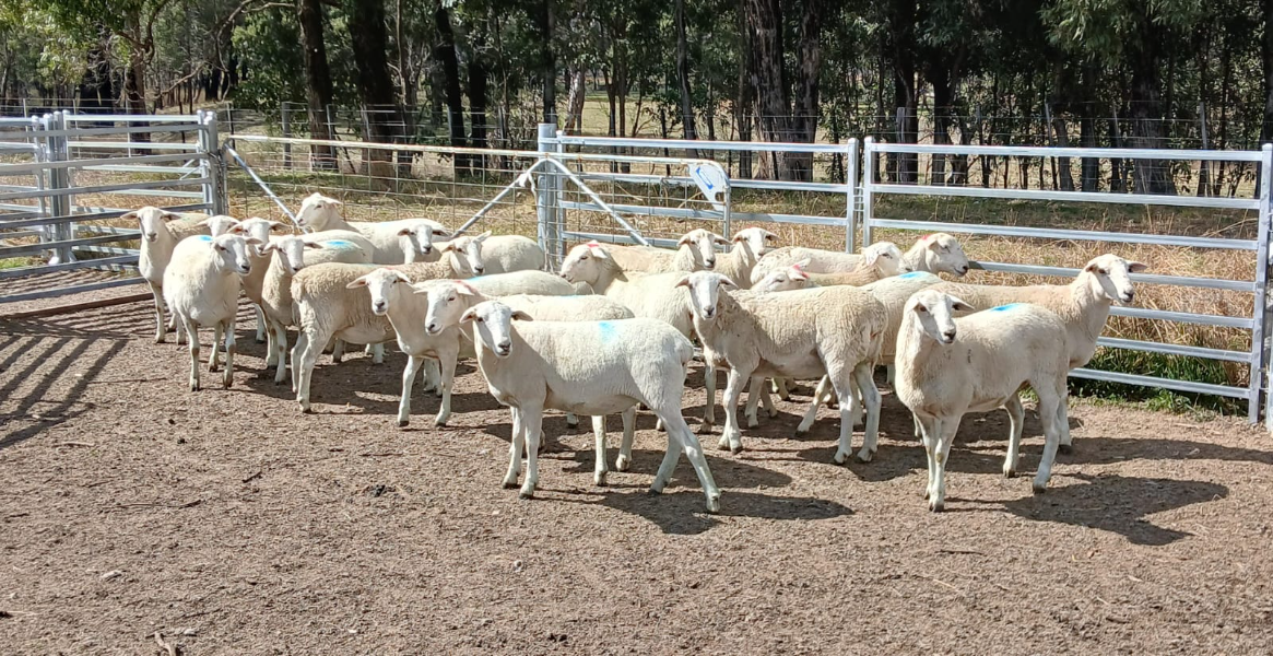 NATIONAL SHEEP SALE - 20 SIL PURE AUSSIE WHITE EWES