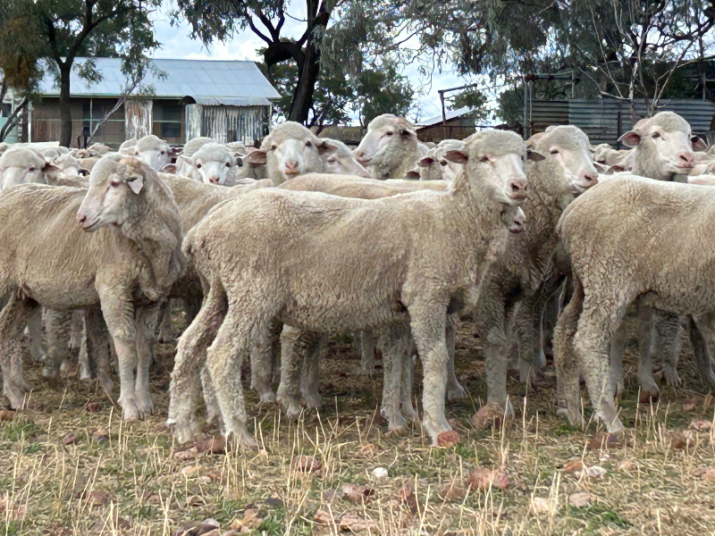 NATIONAL LAMB SALE - 900 MERINO WETHERS