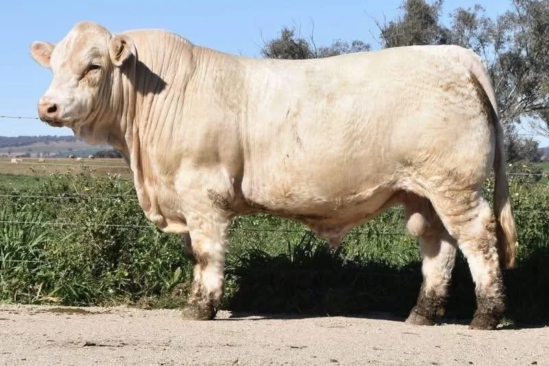 4 WAYS CHAROLAIS BULL SALE 