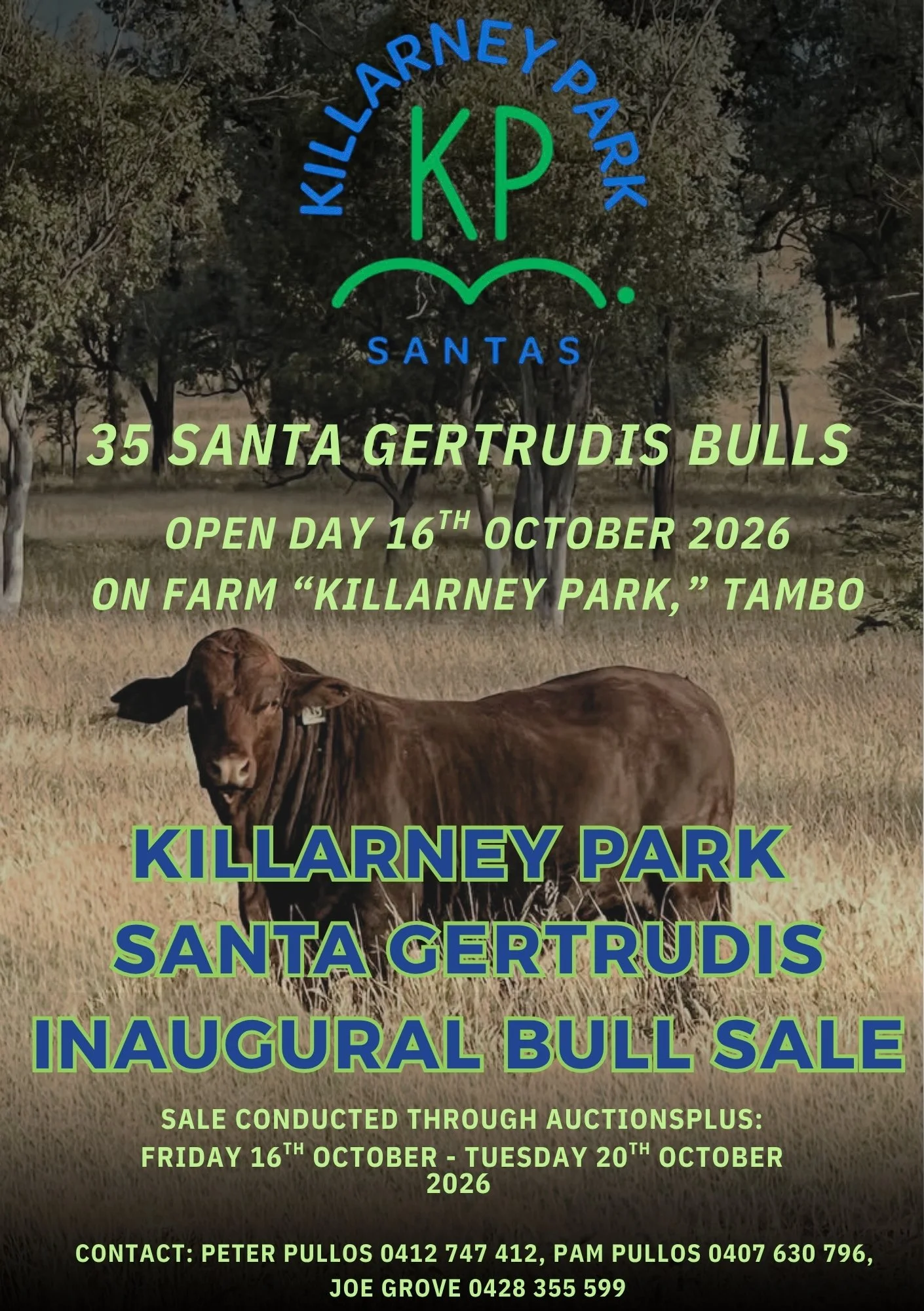 <span class="sqsrte-text-color--accent">KILLARNEY PARK SANTA GERTRUDIS INAUGURAL BULL SALE 2026</span>