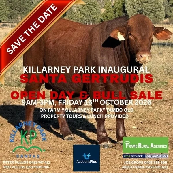 KILLARNEY PARK BULL SALE.jpg
