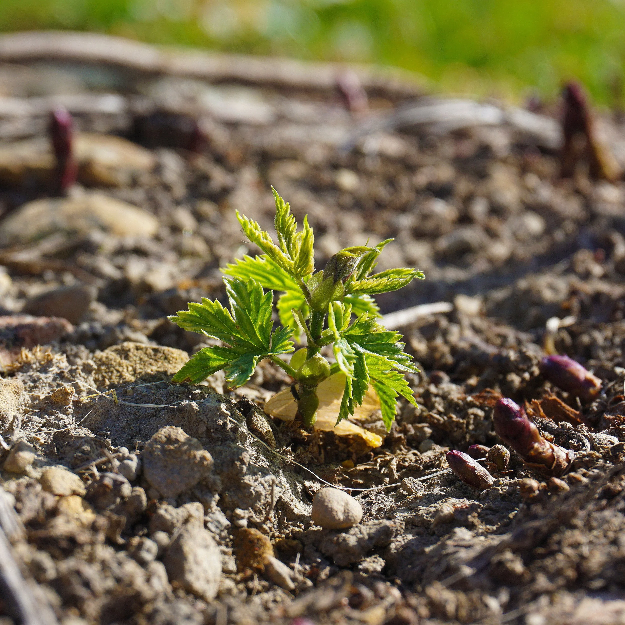 A young green plant sprouting from dry soil with small rocks and purple sprouts around it.