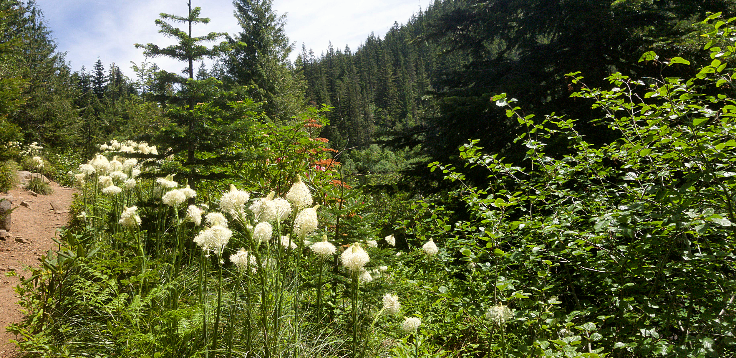Bear Grass, Mount Hood