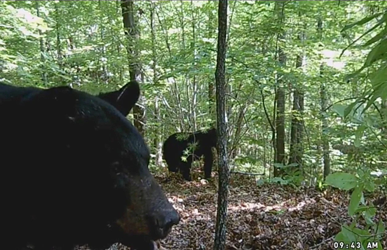 Two black bears in a forest with dense green foliage, one is partially visible in the foreground and the other in the background near trees, with sunlight filtering through the leaves.