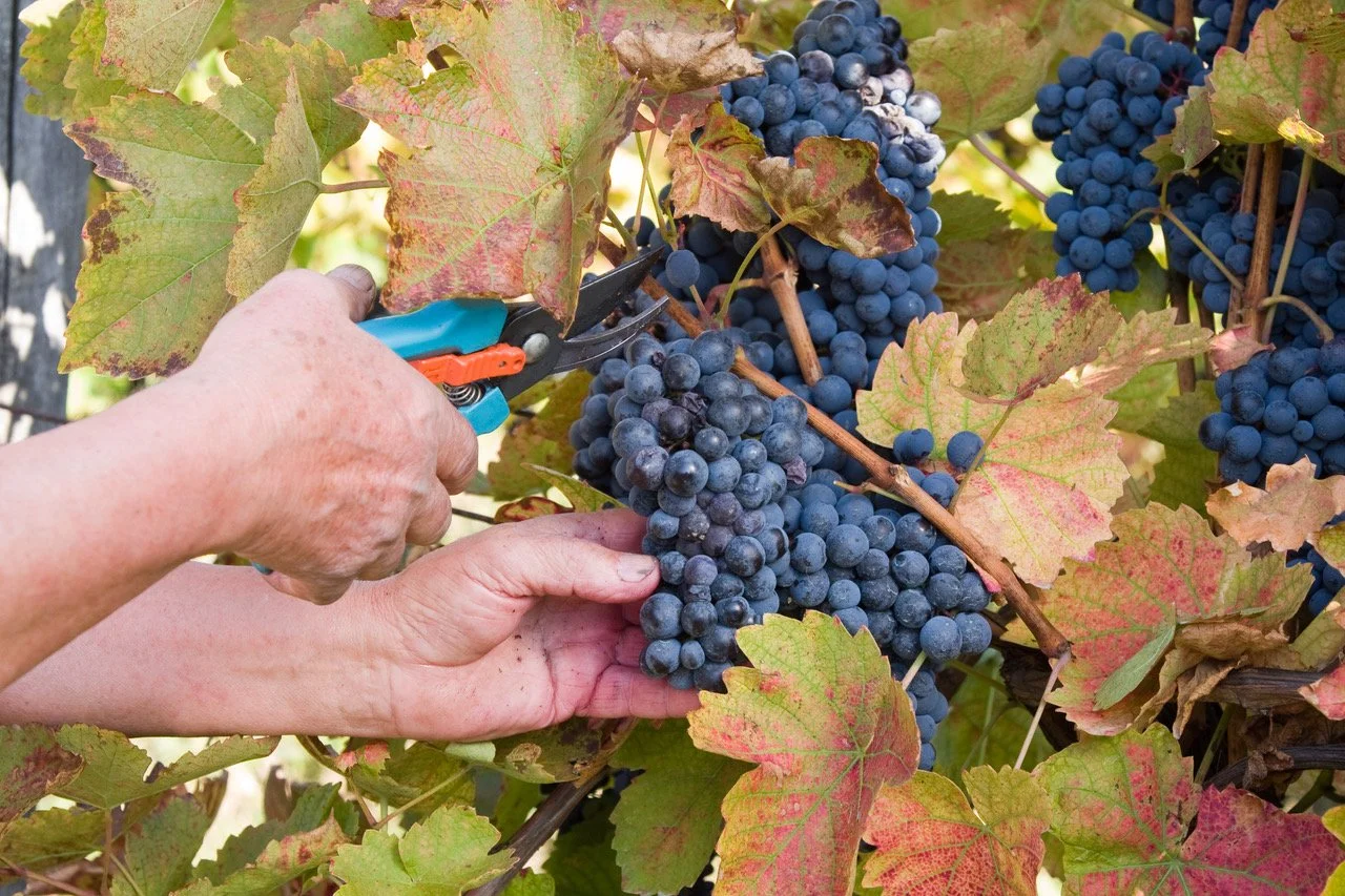 Person harvesting bunches of dark purple grapes from a vine with large green and reddish leaves.