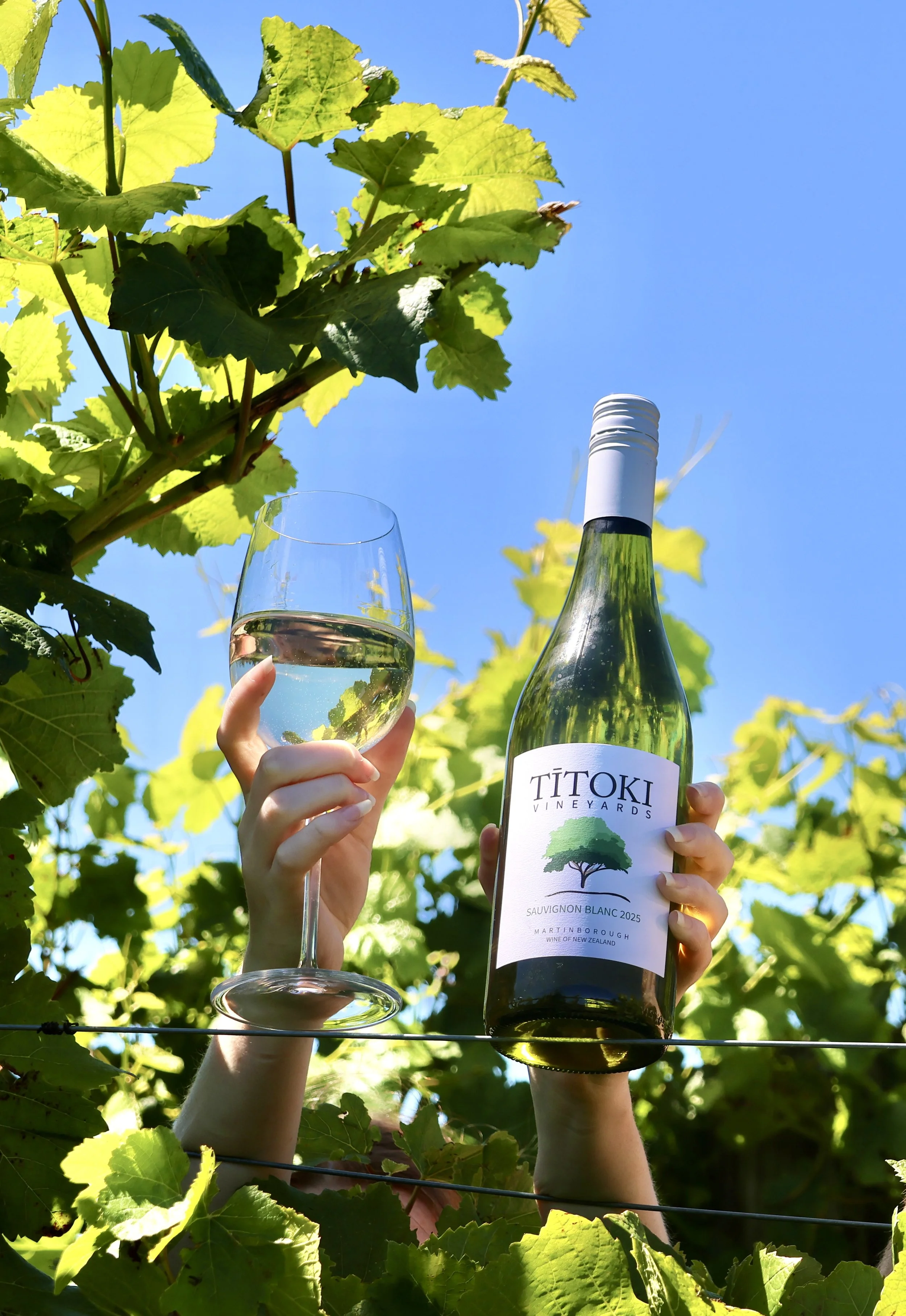 Sauvignon Blanc 2025