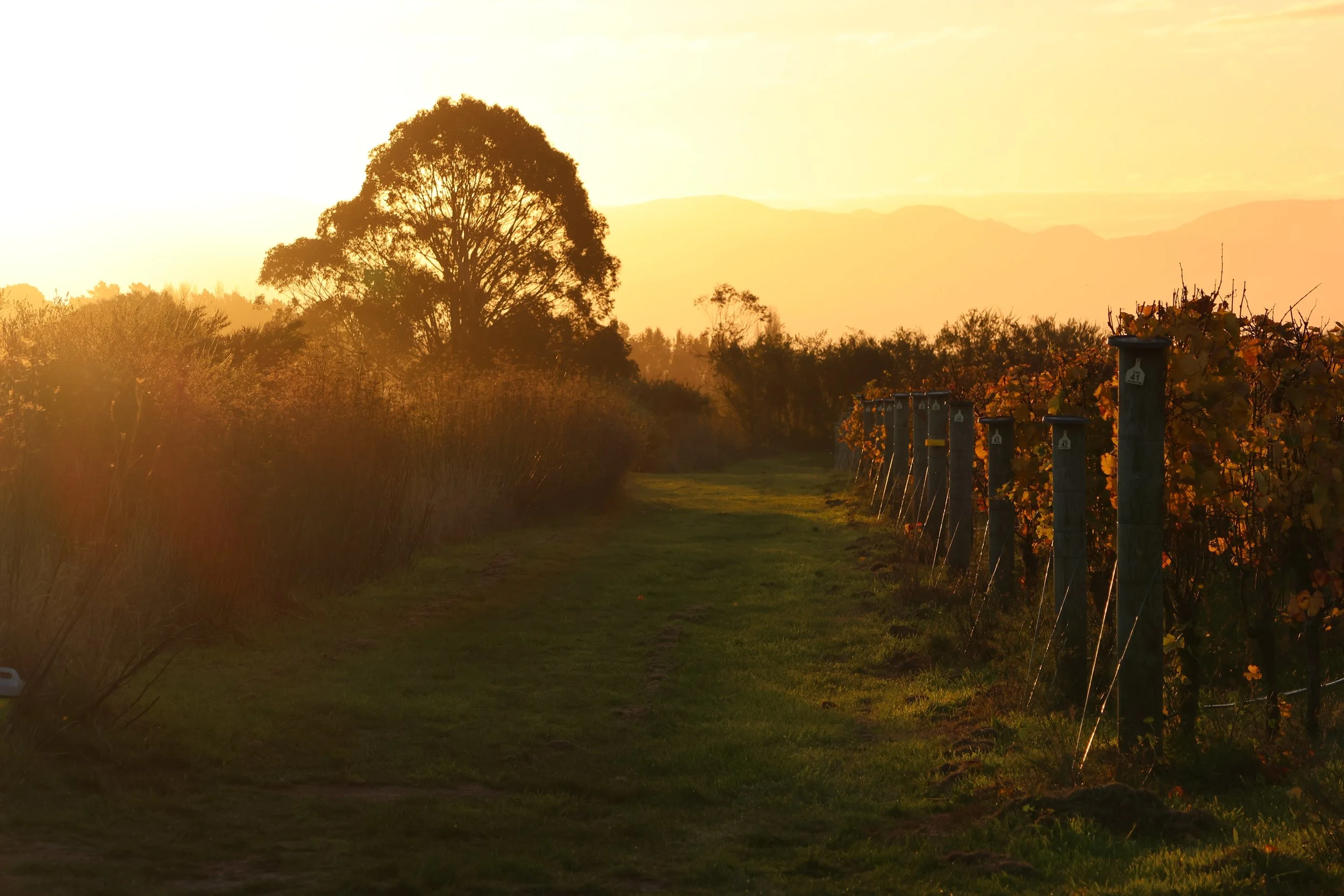 Sunset over a vineyard with a grassy path, rows of grapevines on the right, and a large tree on the left in the background.
