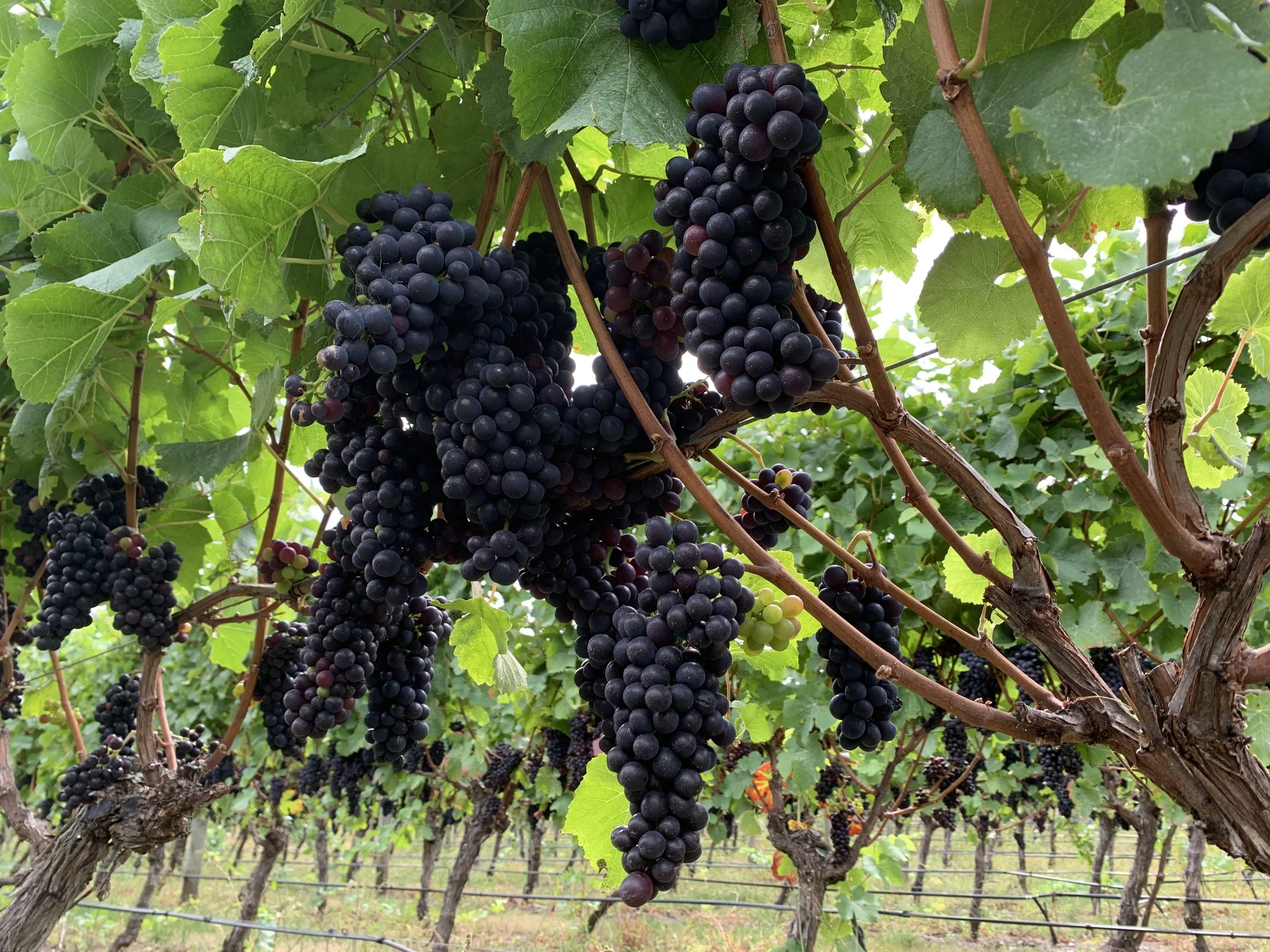 Cluster of ripe purple grapes hanging from a vine in a vineyard, with green leaves and trellises in the background.