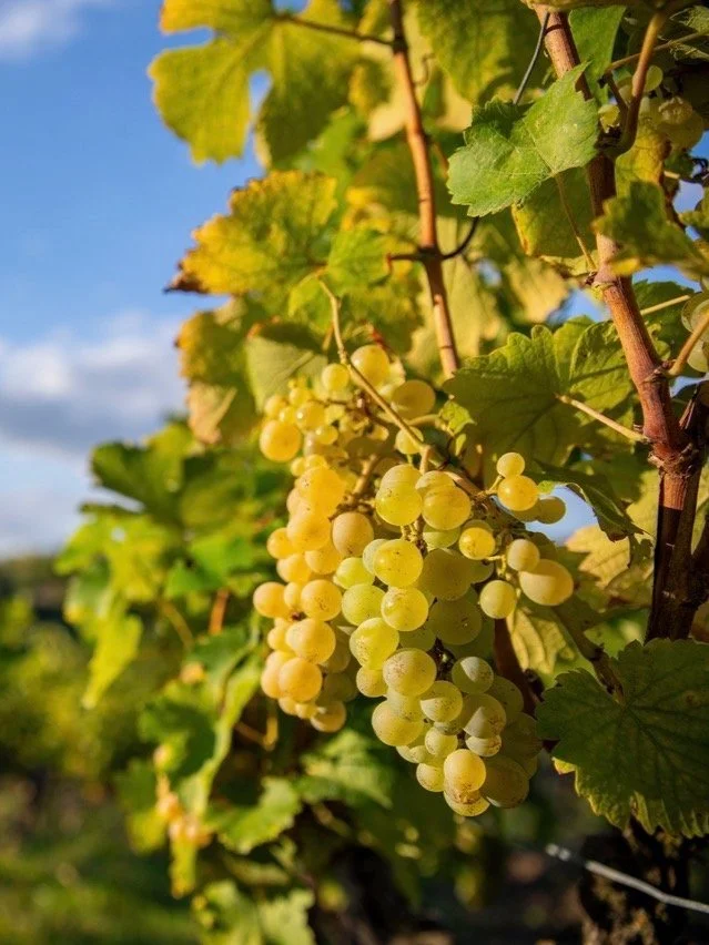 A bunch of white grapes hanging from a vine with green leaves, under a clear blue sky.