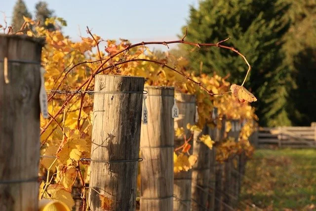 A vineyard row with wooden posts and grapevine leaves in autumn colors.