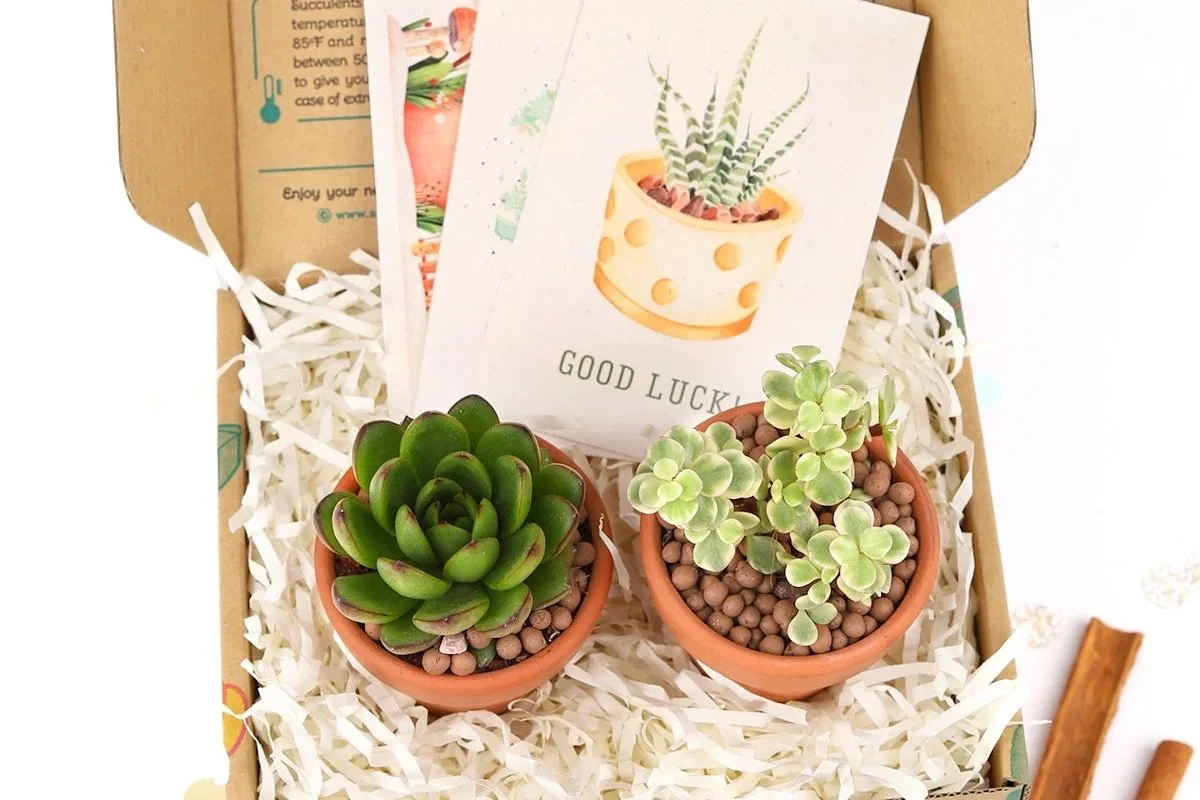 Subscription Box for Plant Lovers