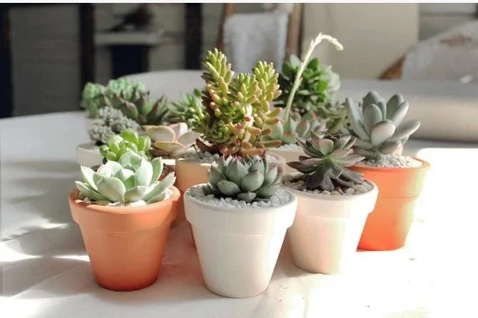 Succulent Subscription Box for Her