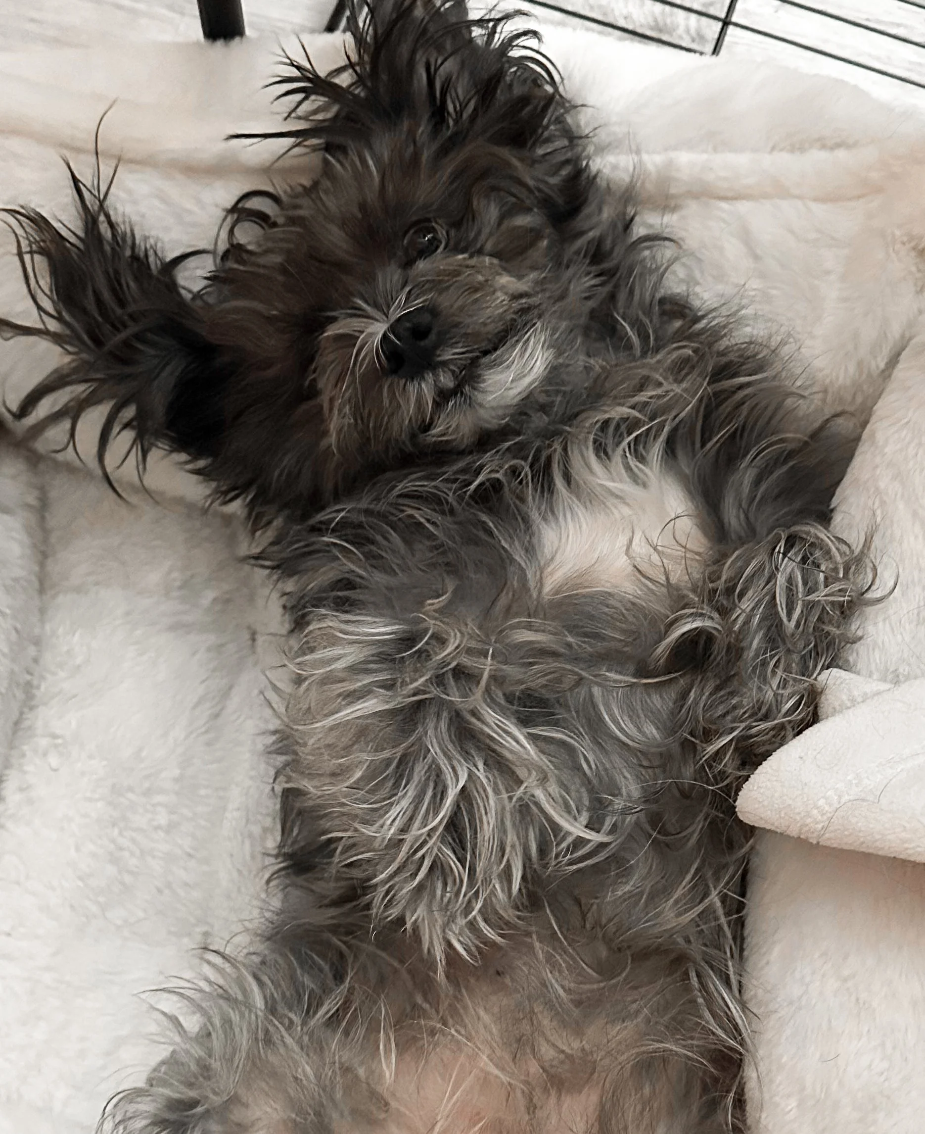 A fluffy gray and black dog with long hair lies on its back on a white fluffy bed, looking at the camera.