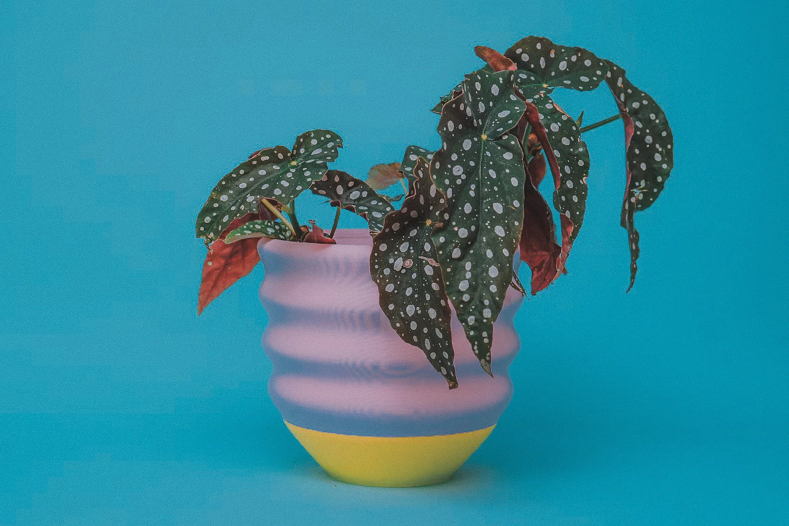 Bold wavy planter in bright colors, perfect for maximalist plant lovers and eclectic home decor setups.