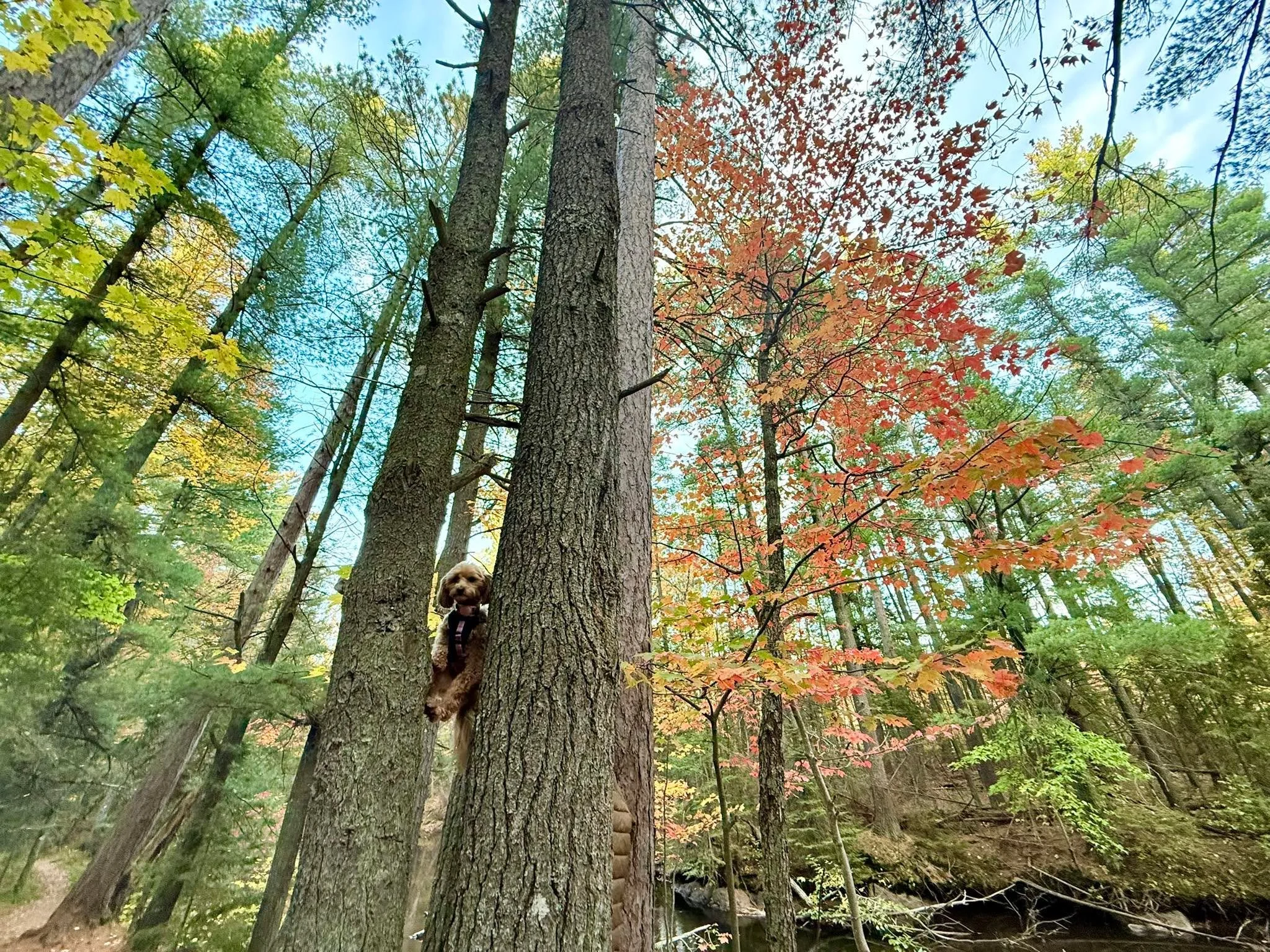 Athena is channeling the &ldquo;owl&rdquo; wise aspect of her name. 😂
Fall colors 🍁