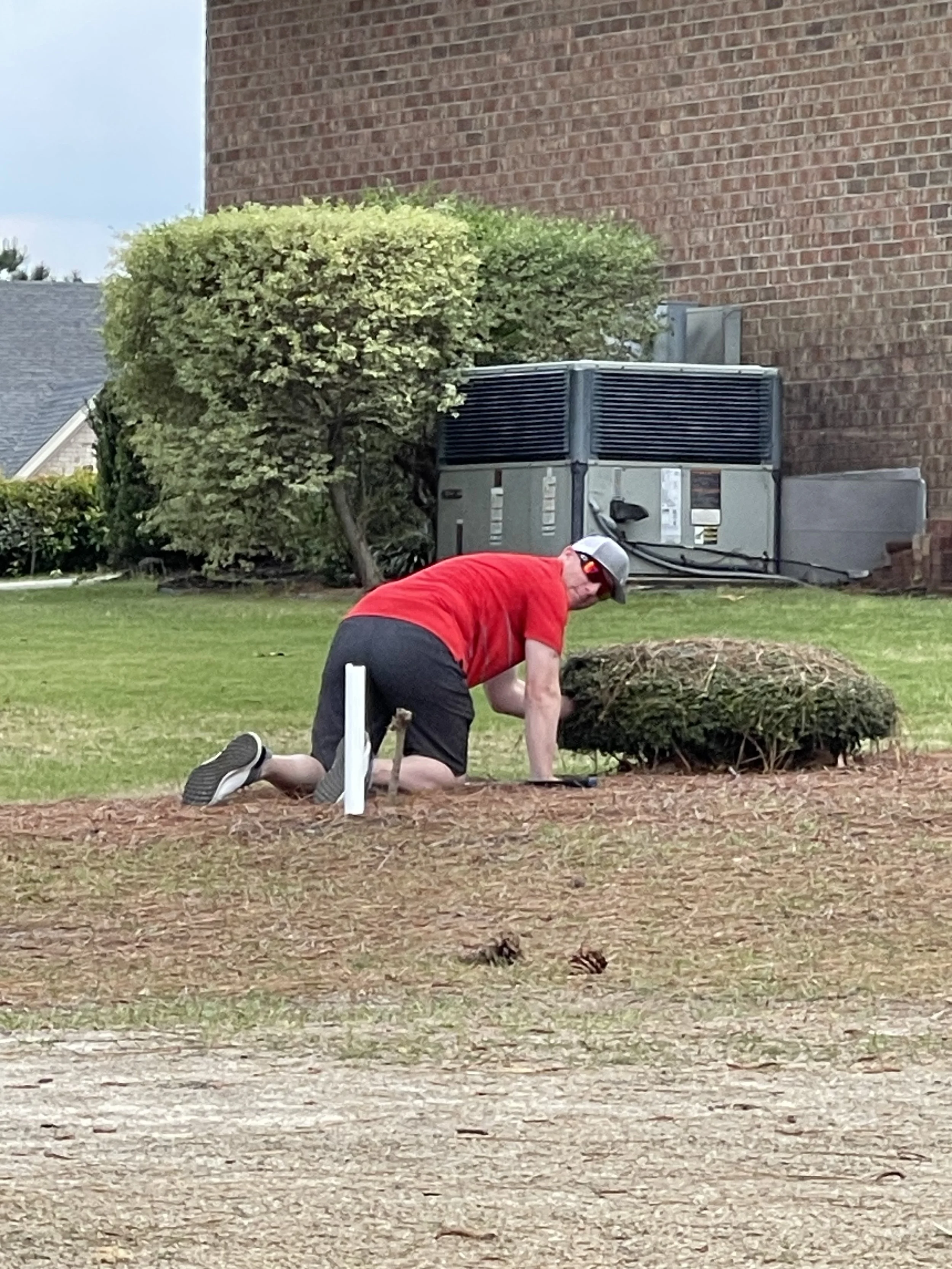A person in a red T-shirt, black shorts, gray cap, and sunglasses kneeling on the ground, planting a small shrub or bush in a backyard with a brick house wall, grass, and trees in the background.