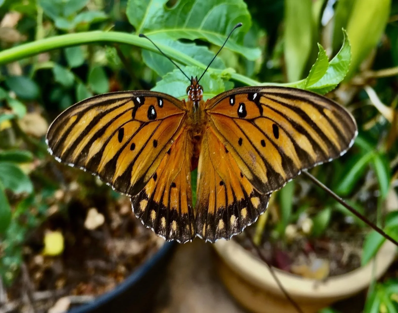 🦋  Butterfly Collection