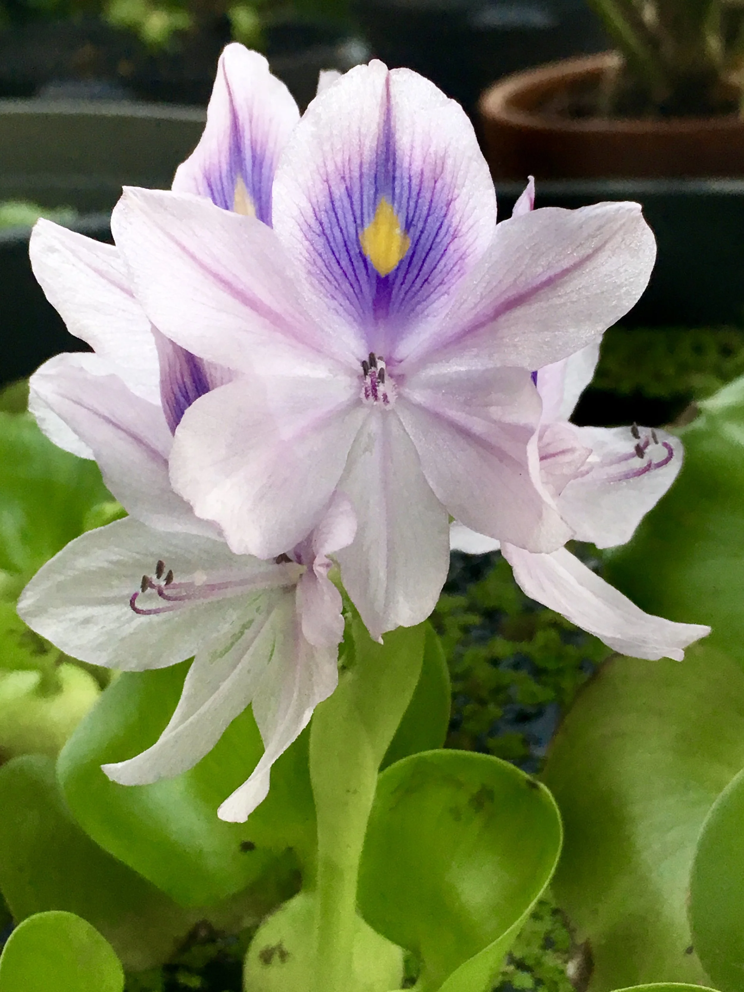 Returning Client Flower Essence Consultation