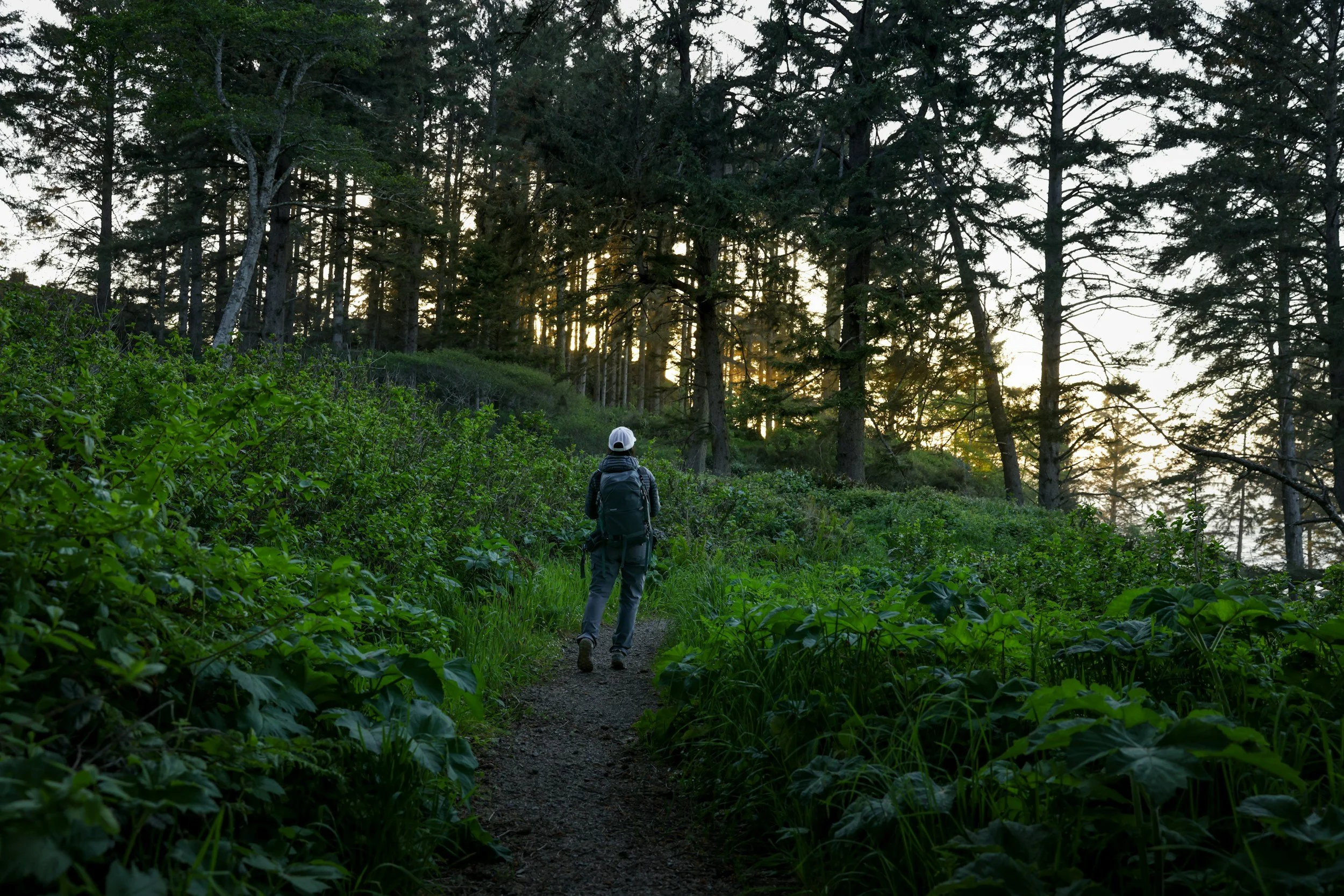 Forested trail at dusk near Idyllwild CA