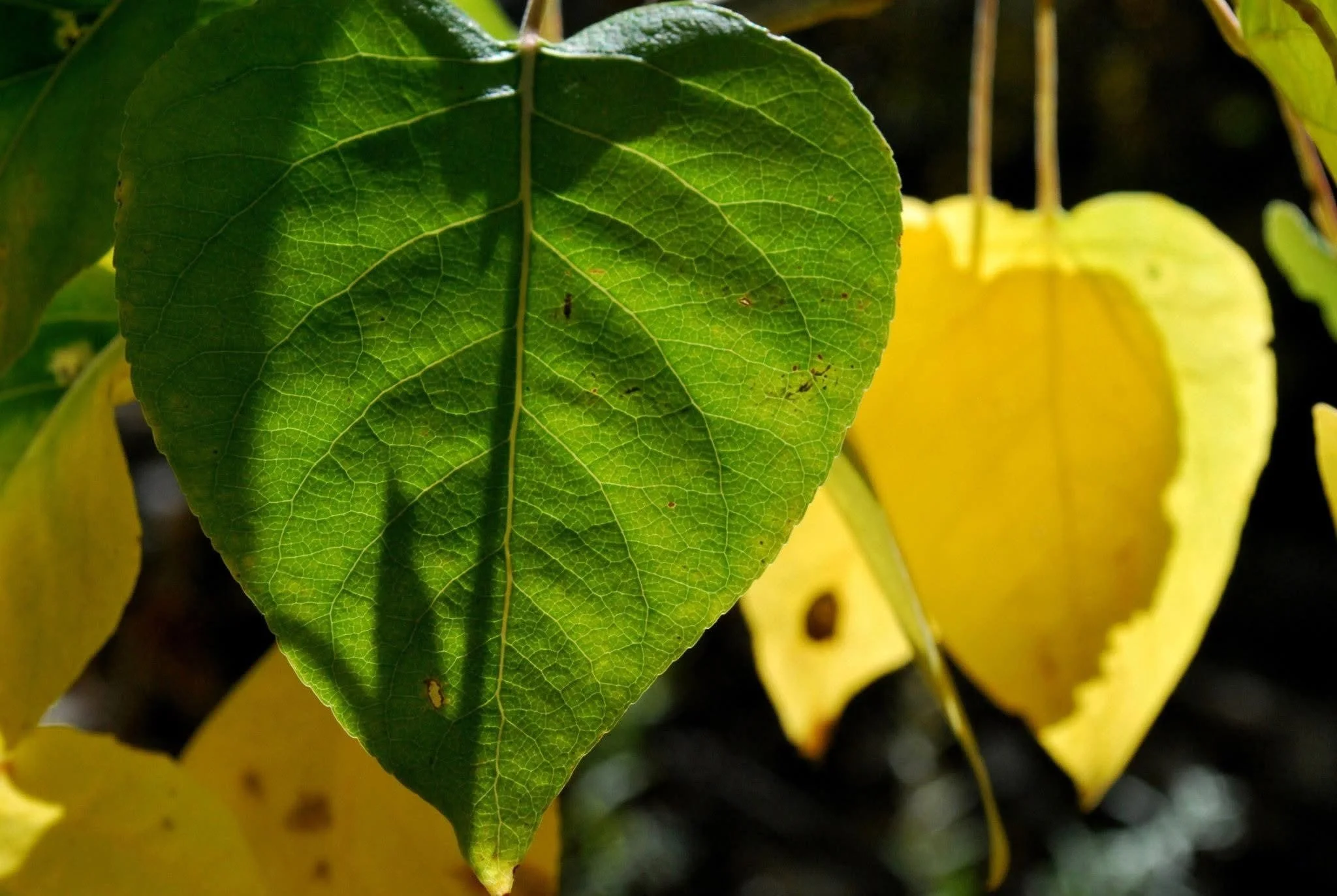 Close-up of a green leaf with visible veins, with yellow leaves in the background.