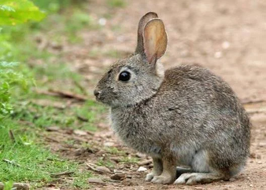 A small rabbit with gray fur sitting on the ground next to green plants and dirt.