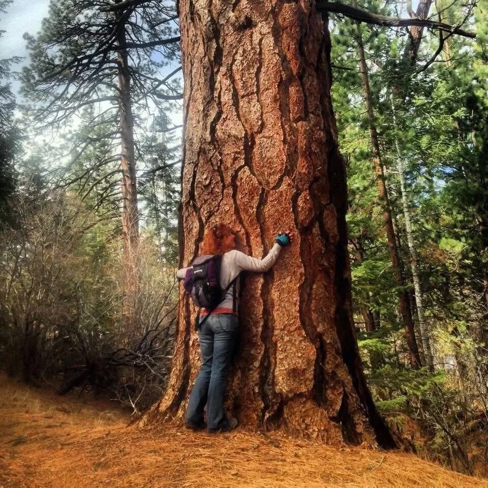 A person hugging the trunk of a large, tall pine tree in a forest with tall pine trees and greenery in the background.