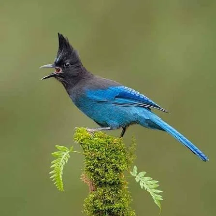 A bird with a hairstyle resembling a mohawk, black head, and vibrant blue body, perched on a mossy branch with green leaves, singing with its beak open.
