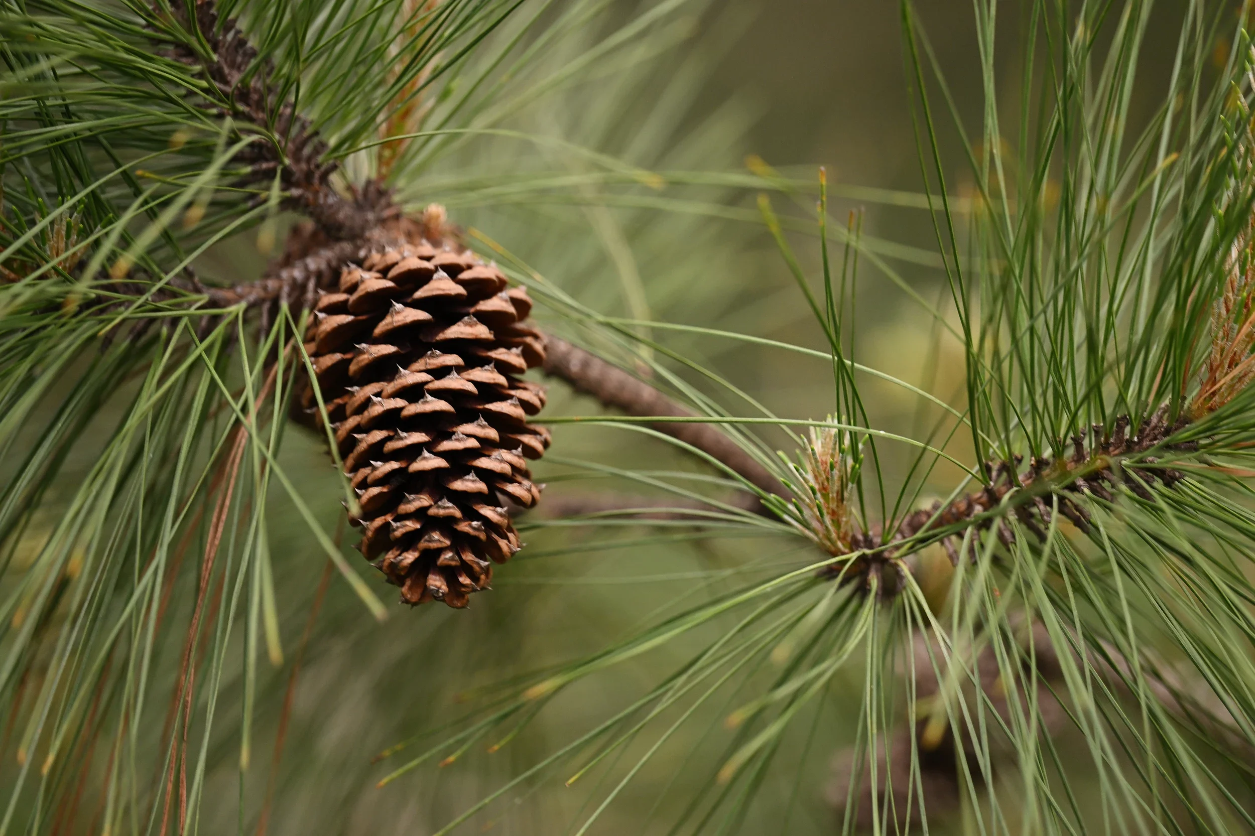 A pine cone hanging from a pine tree branch amidst green pine needles.