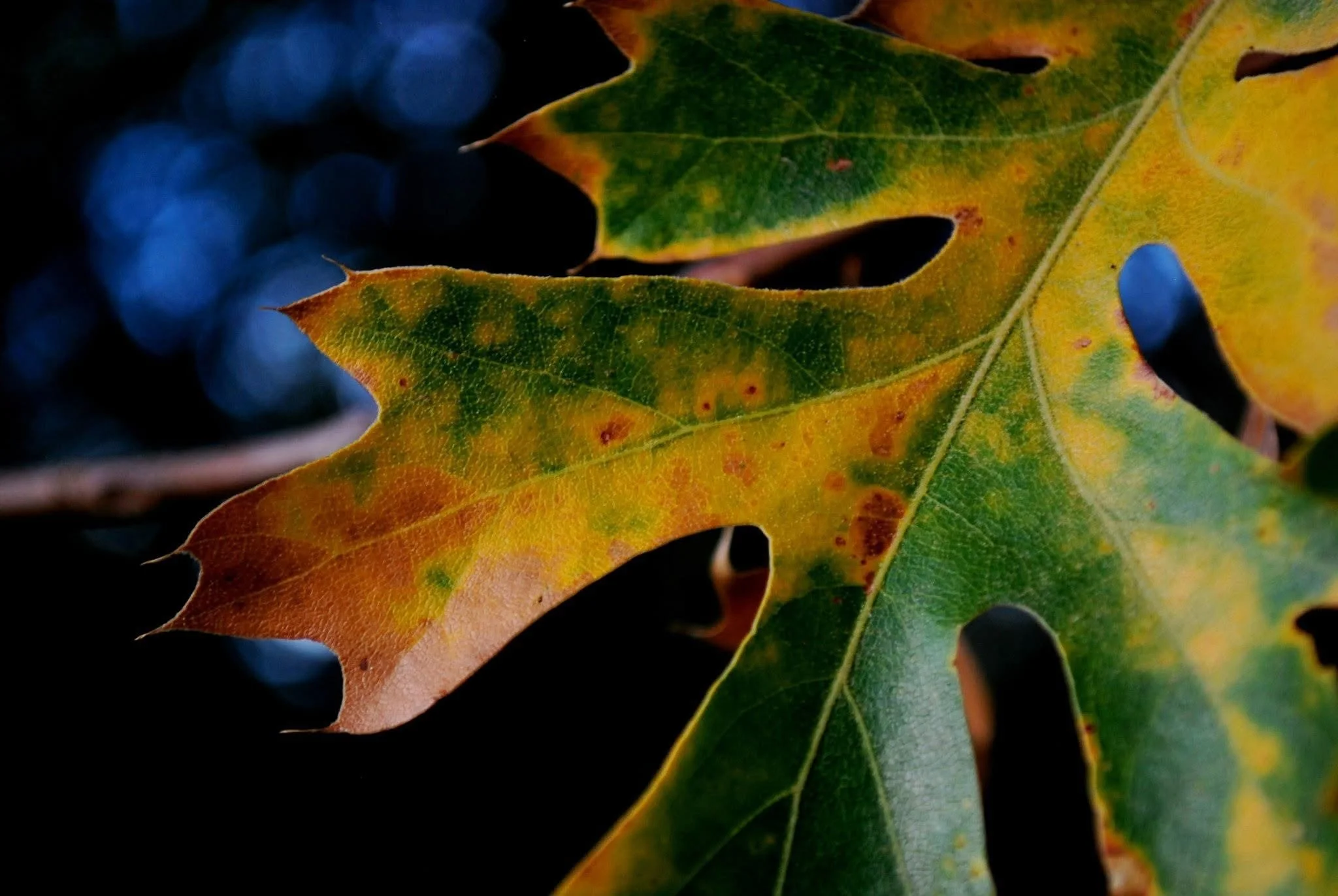 Close-up of autumn leaves with green, yellow, and orange colors on a dark background.