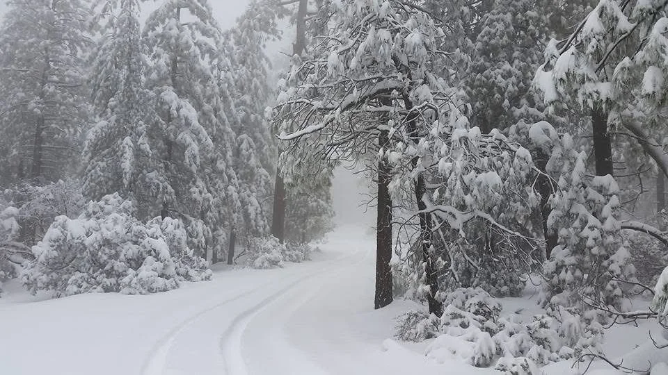 Snow-covered trees and a winding snowy path through a forest.