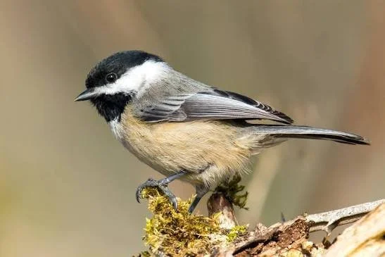 A small bird with a black and white head and gray body perched on a mossy log.