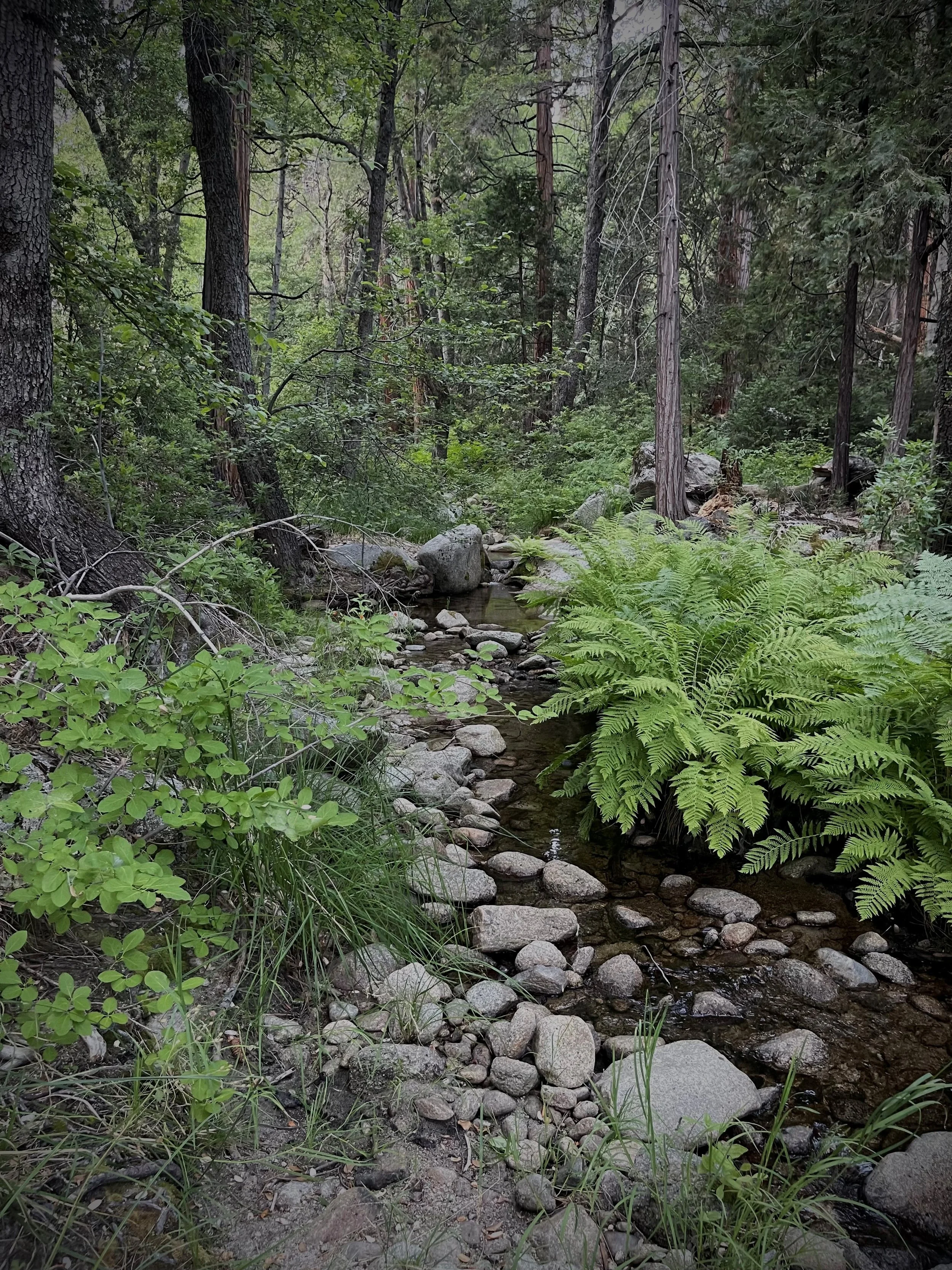 Creek running through boulders in the forest