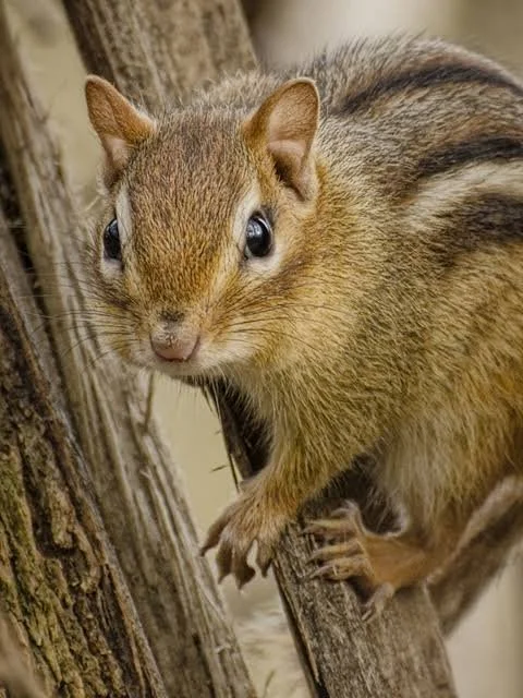 Close-up of a squirrel on a tree branch, looking directly at the camera.