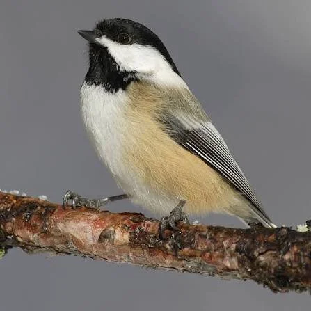 A small bird with black, white, gray, and beige feathers perched on a branch.
