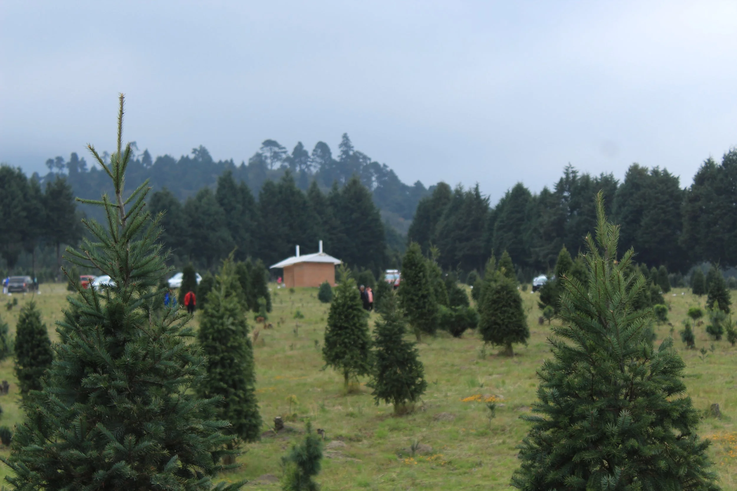 Bosque de los Árboles de Navidad