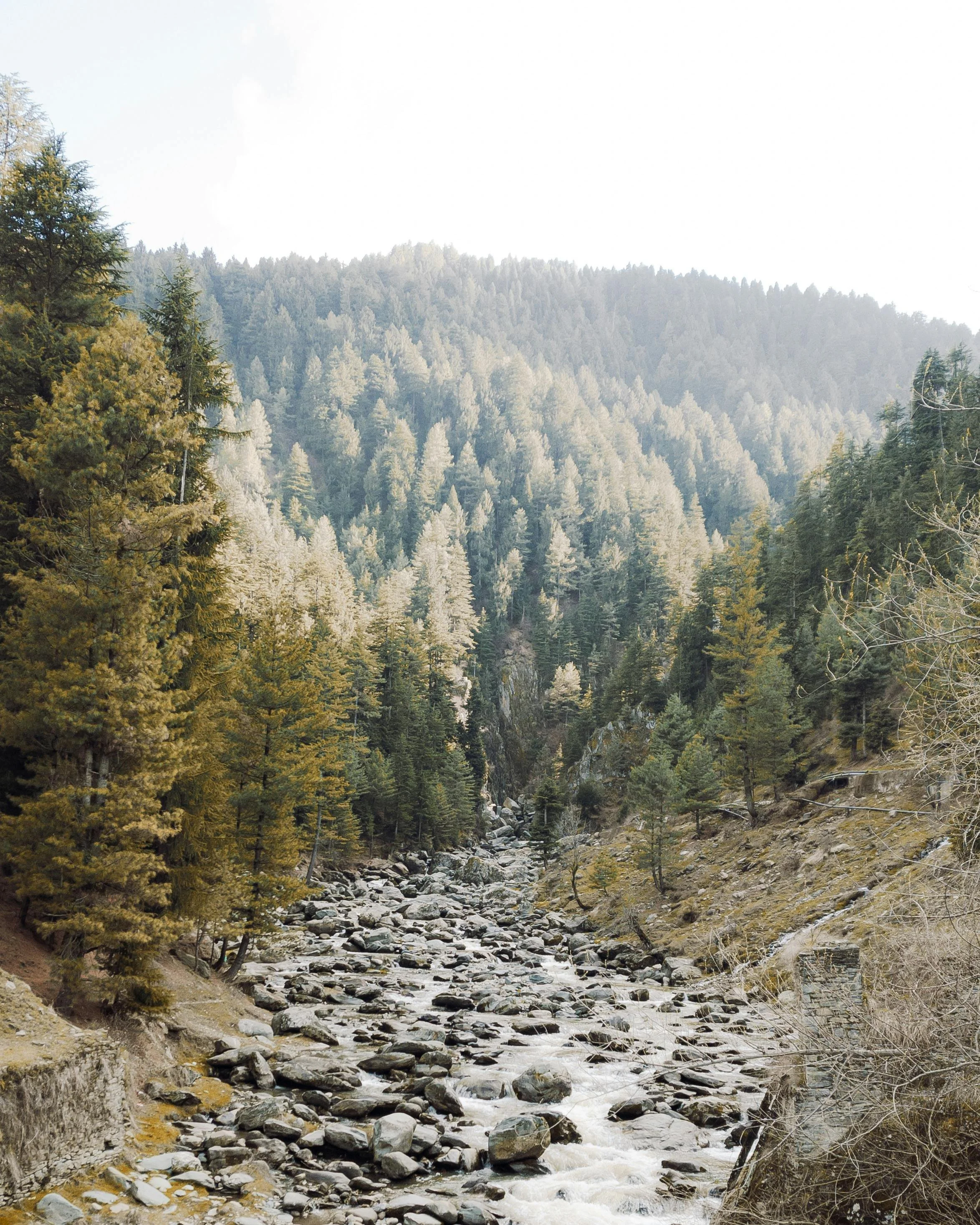 A mountain landscape with a rocky river running through a forest of tall pine trees.