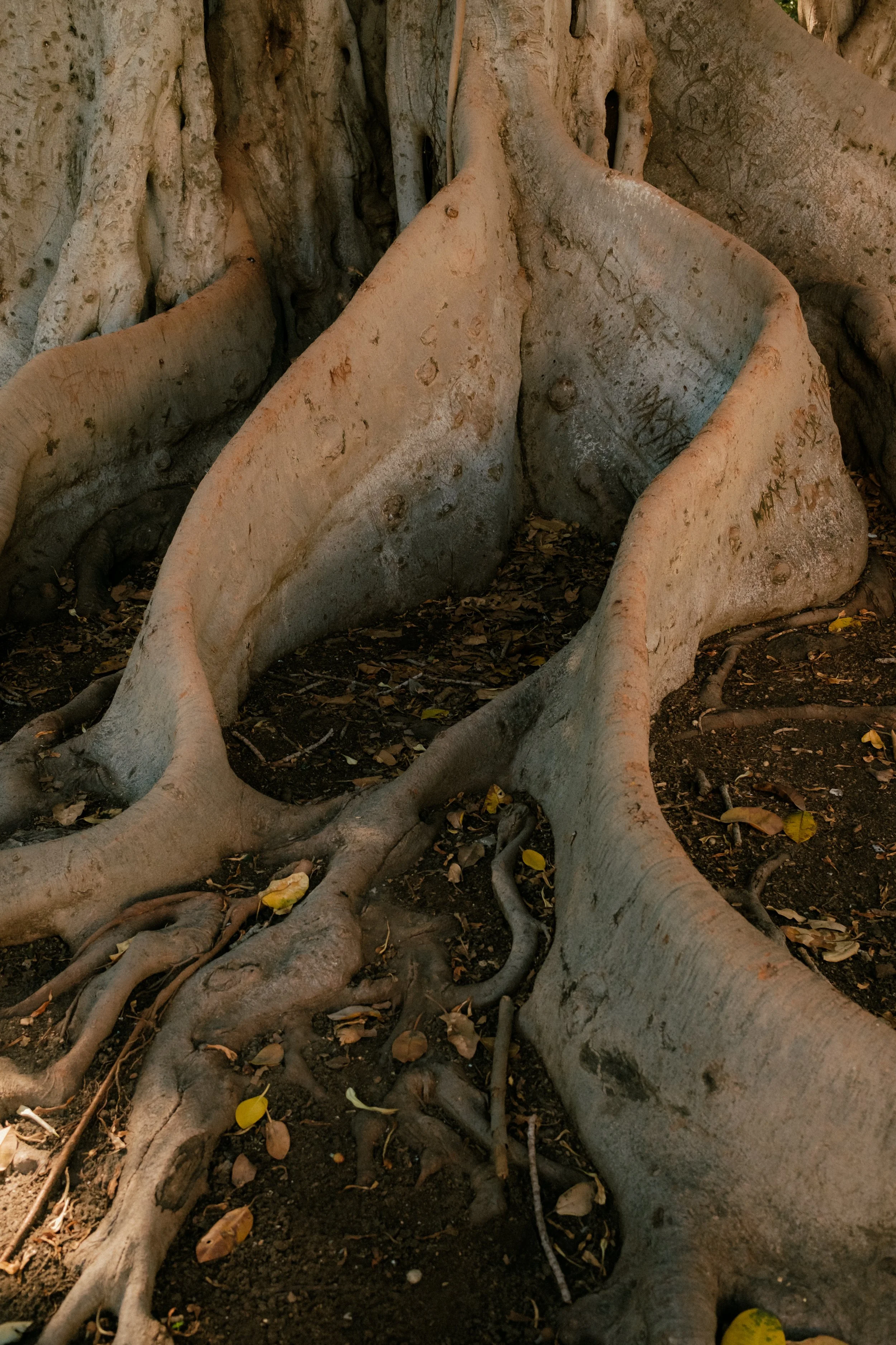 Close-up of large tree roots spreading across the ground with fallen leaves.