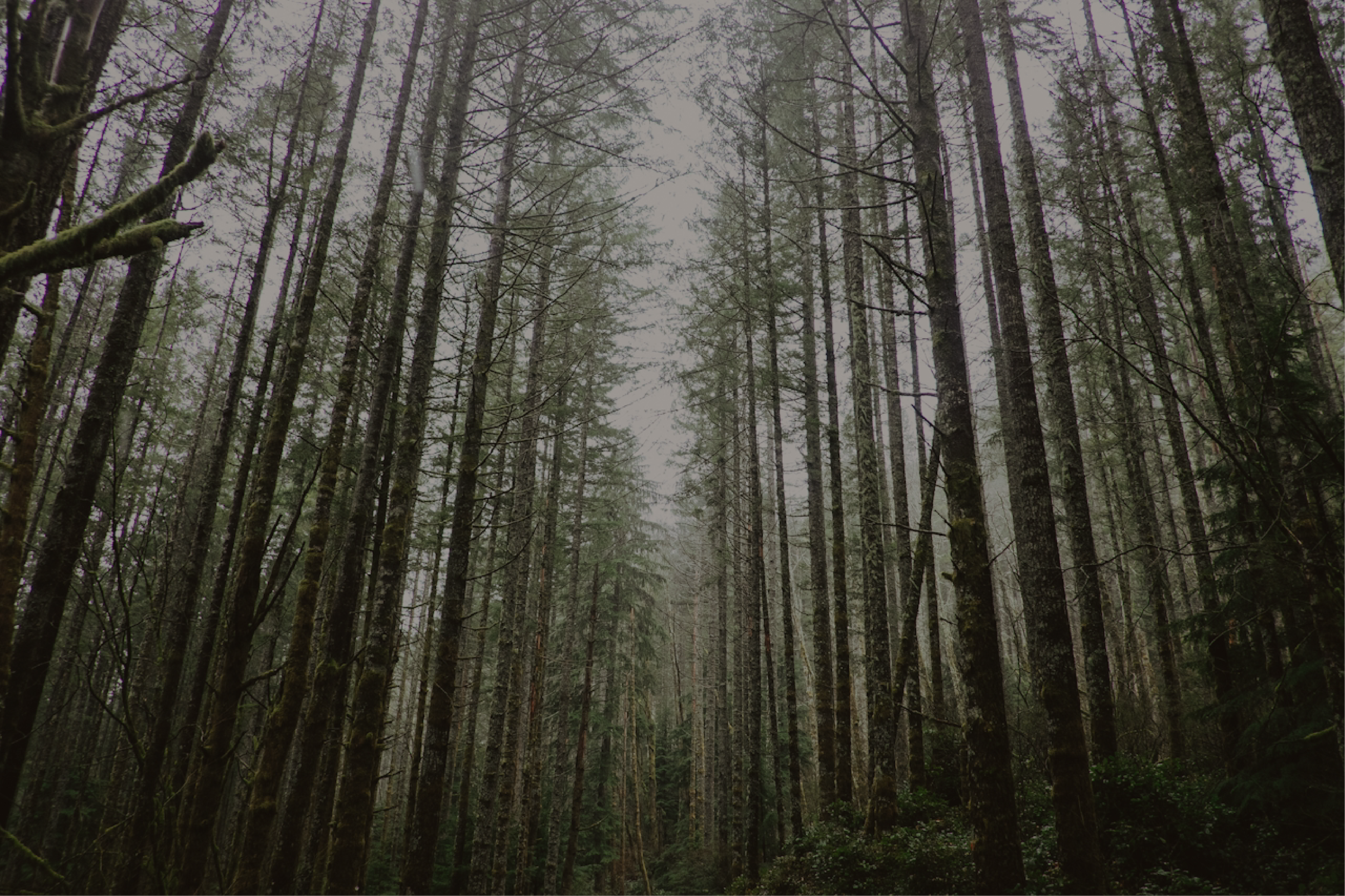 Dense forest of tall evergreen trees with moss on trunks and a misty atmosphere