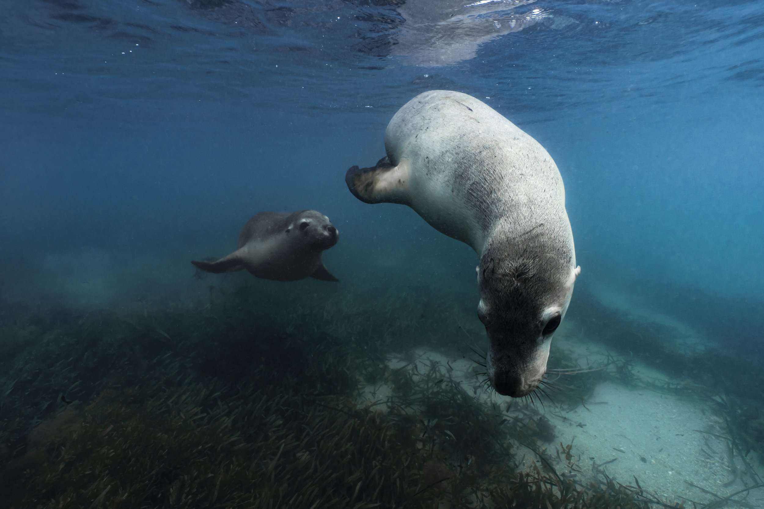 Lion Chase Individual.jpg