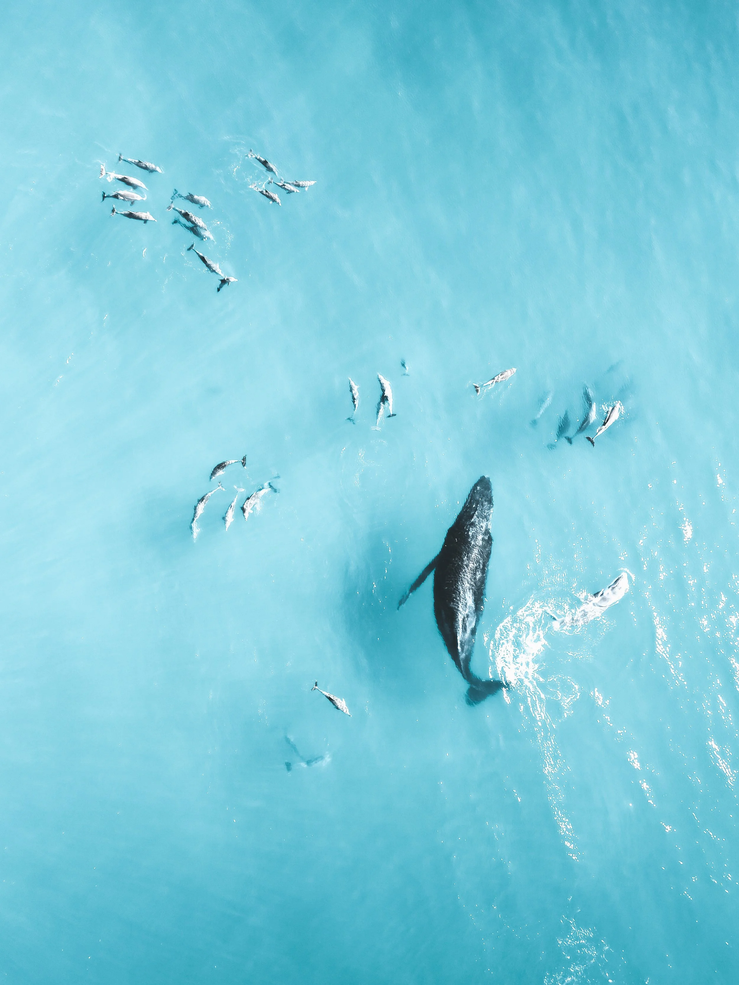 Cetaceans Dance Individual.jpg