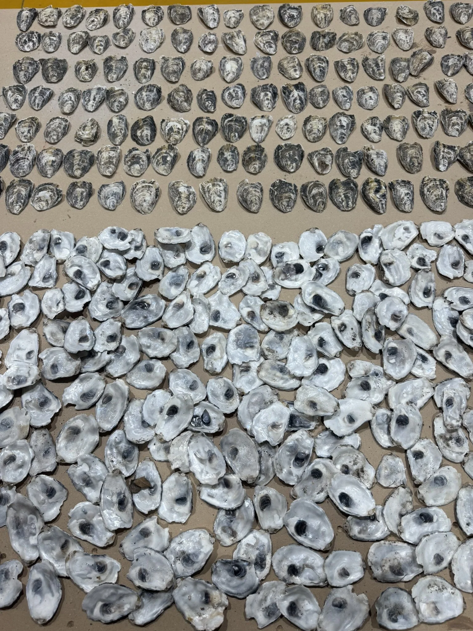 Studio Process_ (27).JPEG